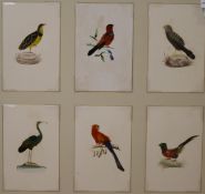 A set of 24 watercolour and featherwork small pictures of exotic birds, mounted in four frames (