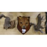 A taxidermy fox head and two squirrels