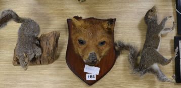 A taxidermy fox head and two squirrels