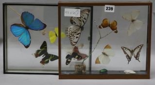 2 cased butterfly groups largest 30cm.