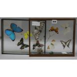 2 cased butterfly groups largest 30cm.