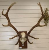 A pair of large mounted antlers