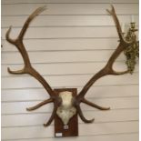 A pair of large mounted antlers