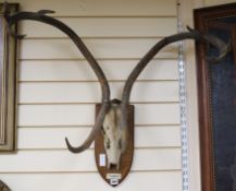 A large pair of mounted antlers