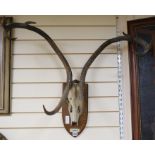 A large pair of mounted antlers