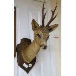 A taxidermic deers head on shield