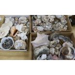 A collection of shells, ammonites and mineral specimens