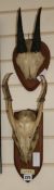 Two small mounted antlers/horns