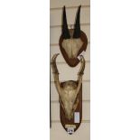 Two small mounted antlers/horns