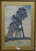 Charles A. Brindley (fl.1888-1916) watercolour, Pine trees, signed and dated 1903, 63 x 41cm.