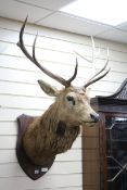 Mounted Stags Head H.112cm