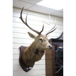 Mounted Stags Head H.112cm