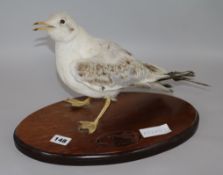 Mounted Seagull 22cm base-beak