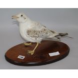 Mounted Seagull 22cm base-beak