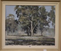 Peter Williams (1934-), oil on board, trees in a landscape, signed and dated 1966, 58 x 74cm