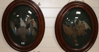 A pair of French taxidermic displays of birds, Jay and Larks, in oval convex frames, one with old