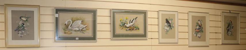 M. Sherborne, six watercolours, ornithological studies, signed, largest 29 x 42cm