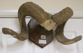 A pair of mounted rams horns