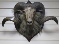A taxidermic ram's head, complete with horns, on a plaque