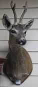 A taxidermic deer's head, with plaque
