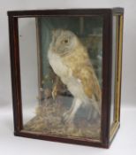 A taxidermic owl in case