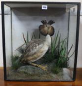 A taxidermy Great Crested Grebe