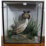 A taxidermy Great Crested Grebe