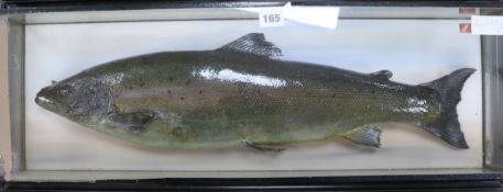 A taxidermy salmon, cased width 80cm height 31cm