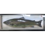 A taxidermy salmon, cased width 80cm height 31cm
