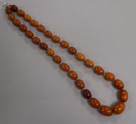 A single strand graduated oval amber bead necklace with 9ct gold clasp, gross weight 62 grams,