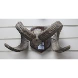 A pair of mounted rams horns