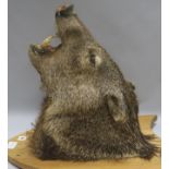 A taxidermy boar's head and four roebuck antlers on shields H.46cm.