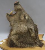 A taxidermy boar's head and four roebuck antlers on shields H.46cm.