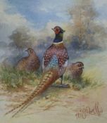 Two watercolours of pheasants by Royal Worcester artists; W E Powell and J Stinton 13 x 11 and 11