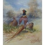 Two watercolours of pheasants by Royal Worcester artists; W E Powell and J Stinton 13 x 11 and 11