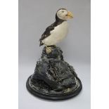 A taxidermy puffin, under dome, dome height 47cm - a.f.