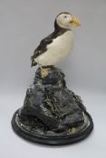A taxidermy puffin, under dome, dome height 47cm - a.f.
