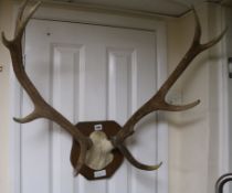 A set of five point stag antlers