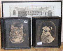 A Roberto Pye engraving Collegium Wadhamense, 38 x 38cm and four monochrome pictures of cats and