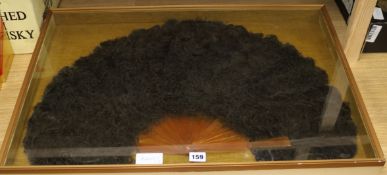 A black cased feather fan height 23cm width 72cm