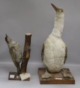 A Green Woodpecker and a Red-throated Diver tallest 46cm