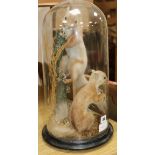 A red squirrels taxidermic group, under dome height 44cm