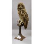 A taxidermic Tawny owl height 45cm