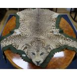 An Indian leopard rug, mounted on a green baize cloth with brass hanging rings