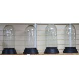 Four glass domes on ebonised plinths height 49cm