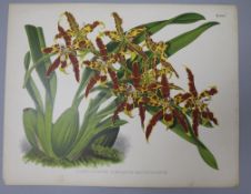 John Nugent Fitch (1840-1927), a collection of 34 hand-coloured lithographic plates from 'The Orchid