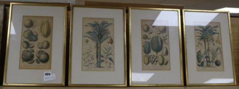 Four Victorian Blackie & Son coloured engravings of exotic fruits 24 x 13cm