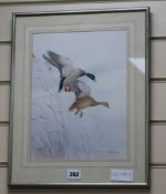 Ronald David Digby, watercolour with bodycolour, two Mallard ducks in flight, 30.5 x 22.5cm