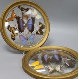 A pair of convex glass panels, mounted with specimen butterflies
