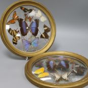 A pair of convex glass panels, mounted with specimen butterflies